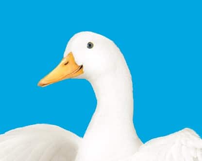 Aflac's First Quarter Med Supp Incentive
